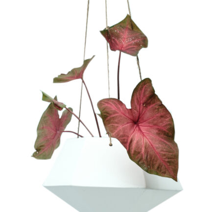 Fired ceramic - Hanging White
